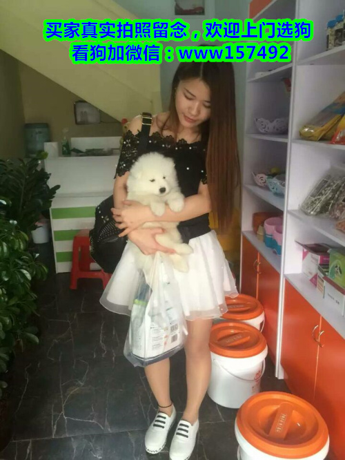 东莞市区哪里有宠物店 东莞纯种萨摩多少钱