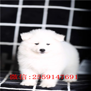 武汉哪里卖健康的萨摩耶 武汉萨摩耶怎么卖 武