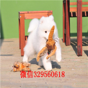 威海哪里有萨摩耶出售 萨摩耶纯种健康的哪里