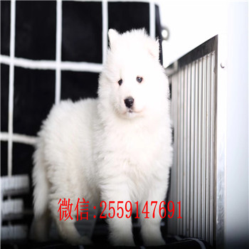 重庆市哪里卖健康的萨摩耶 重庆市萨摩耶多少