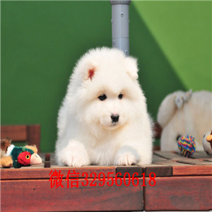 延安哪里能买到纯种萨摩耶萨摩耶多少钱出售极