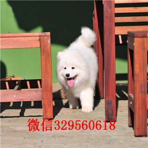 潍坊哪里能买到纯种萨摩耶萨摩耶价格出售萨摩