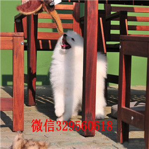 日照出售纯种白色萨摩耶萨摩耶图片出售纯种微笑天使萨摩耶幼犬出售家养萨摩耶宝宝