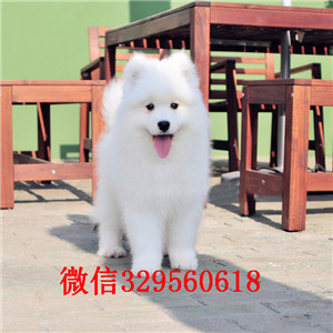 日照出售纯种白色萨摩耶萨摩耶图片出售纯种微笑天使萨摩耶幼犬出售家养萨摩耶宝宝