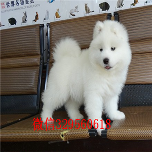 武汉哪里有卖纯种萨摩耶萨摩耶多少钱出售极品萨摩耶幼犬出售家养萨摩耶宝宝