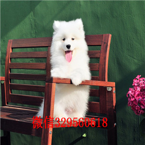 日照出售纯种白色萨摩耶萨摩耶图片出售纯种微笑天使萨摩耶幼犬出售家养萨摩耶宝宝