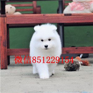 武汉实体店热卖萨摩耶颜色齐全支持全国空运发货 