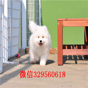 常州出售纯种白色萨摩耶萨摩耶多少钱出售极品