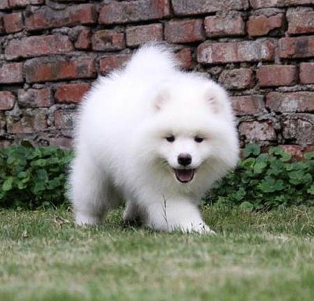 东莞去哪里买狗好 东莞萨摩耶价格多少 萨摩耶哪里有卖