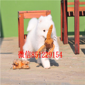 顶级优秀犬舍出售宁波萨摩耶 纯正微笑天使澳版血统纯