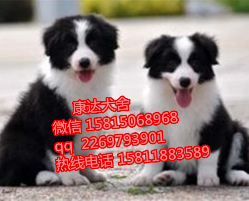 东莞哪里有出售精品纯种边牧