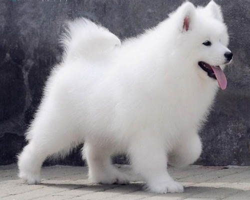 东莞买狗应该在哪里 东莞哪有卖萨摩耶 萨摩耶