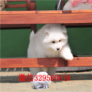 深圳买狗哪里好 罗湖区哪里有萨摩耶卖 萨摩耶多少钱一只