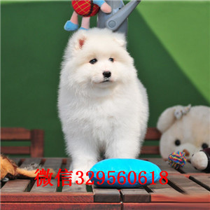 深圳买狗哪里好 罗湖区哪里有萨摩耶卖 萨摩耶