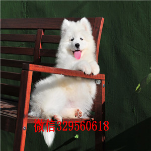 吉林哪里有卖萨摩耶 萨摩耶多少钱 血统纯 包