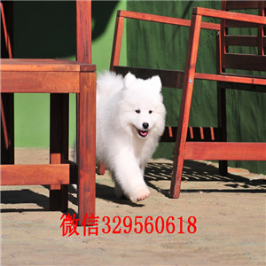 深圳哪里卖萨摩耶，萨摩耶多少钱，健康保证