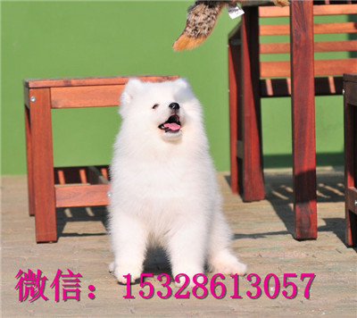 延安哪里能买到萨摩耶萨摩耶幼犬价格赛级萨摩
