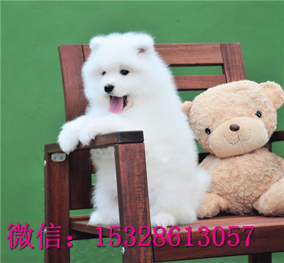 佳木斯哪里能买到萨摩耶纯白色萨摩耶价格萨摩