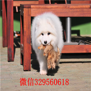 山东莱芜哪里出售萨摩耶萨摩耶价格多少精品萨