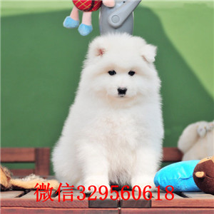 广东珠海哪里有卖萨摩耶萨摩耶多少钱高品质熊版萨摩幼犬双血统萨摩耶多少钱