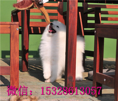 铜川哪里能买到健康萨摩耶微笑天使萨摩耶幼犬