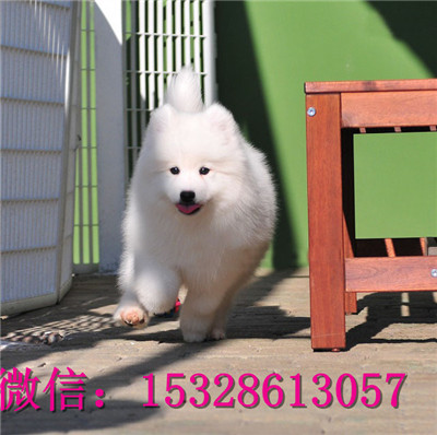 宁波哪里有萨摩耶出售纯种萨摩耶多少钱双血统