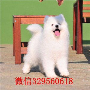 山东威海犬舍出售纯种萨摩耶纯种萨摩耶一只多