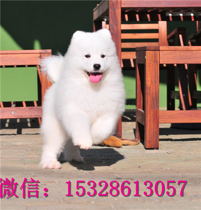 威海哪里有萨摩耶出售纯种萨摩耶多少钱赛级萨