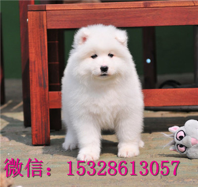 定西哪里的萨摩耶便宜纯种萨摩耶多少钱赛级萨