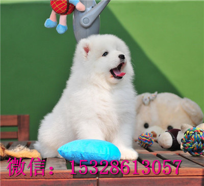 哈尔滨哪里的萨摩耶便宜纯种萨摩耶多少钱萨摩