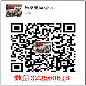 山东日照哪里出售萨摩耶萨摩耶价格多少精品微