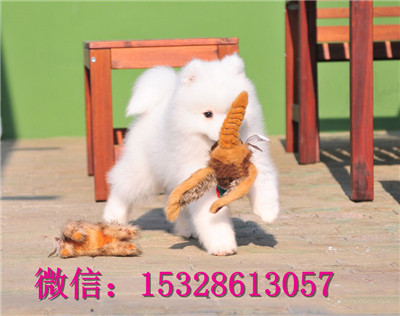 武汉哪里的萨摩耶便宜纯白色萨摩耶价格双血统