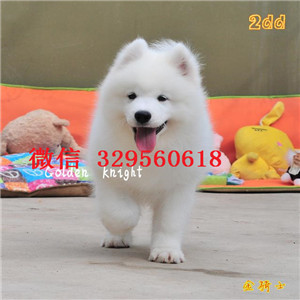  汕头出售澳版精品萨摩耶，纯种萨摩幼犬，赛级血