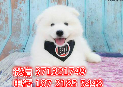 重庆萨摩耶犬出售纯种幼犬，大型犬萨摩耶狗狗 