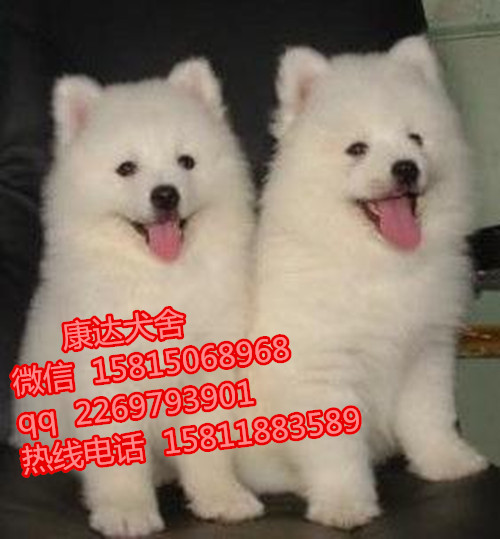 东莞哪里有宠物狗卖?虎门哪里买萨摩耶比较好