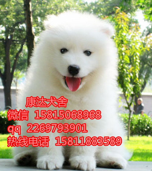 东莞哪里有卖熊版萨摩耶