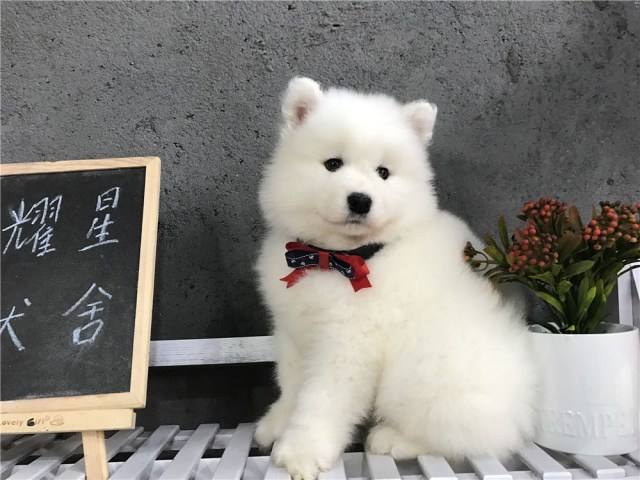 东莞萨摩耶东莞大型犬舍萨摩耶东莞耀星犬舍萨