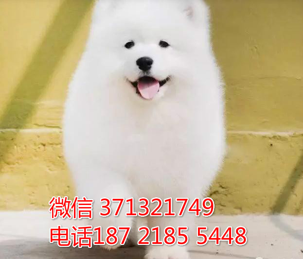 长沙哪里有卖萨摩耶犬狗狗 长沙犬舍在哪里 长