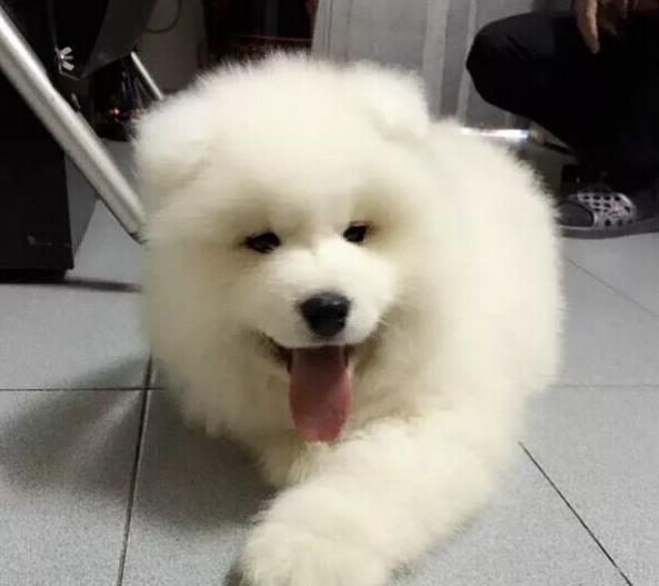 济南犬舍出售纯种萨摩耶犬幼犬澳版萨摩犬领养