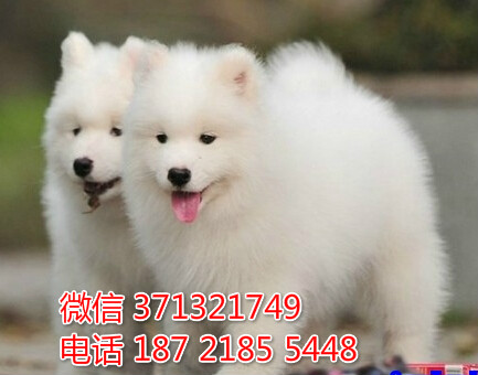 沈阳特价 萨摩犬狗狗出售 沈阳宠物狗狗在哪里