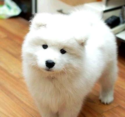 沈阳宠物狗狗出售萨摩耶犬买狗卖狗宠物狗市场