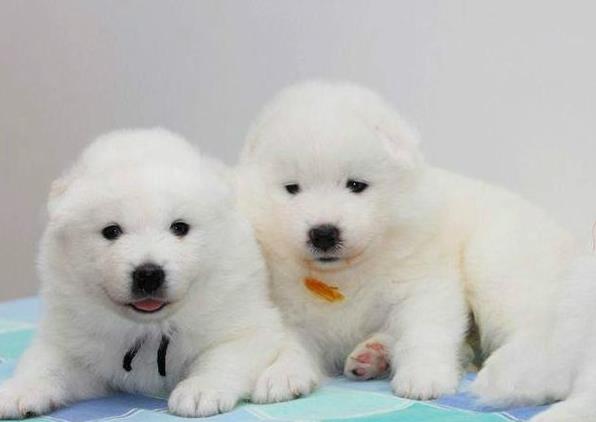 济南宠物狗狗犬舍出售纯种萨摩耶犬幼犬狗狗领