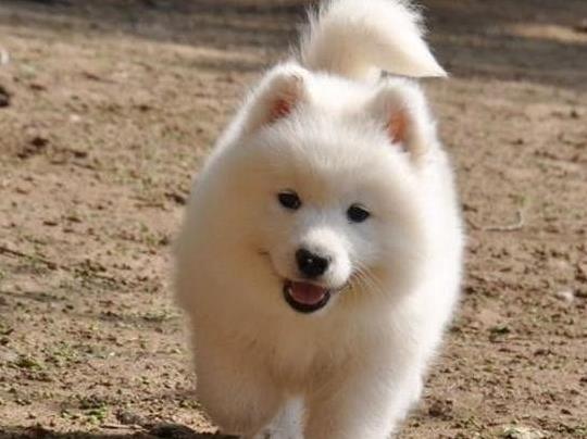 南京宠物狗狗出售萨摩耶犬买狗卖狗宠物狗市场