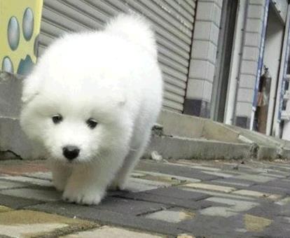 南京宠物狗狗出售纯种萨摩耶犬幼犬澳版萨摩狗