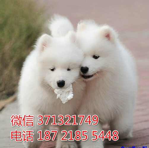 东莞特价 萨摩犬出售纯种幼犬 东莞哪里有犬舍