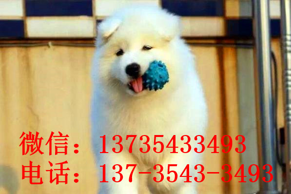 汕尾宠物狗狗犬舍出售纯种萨摩耶犬幼犬狗狗领养