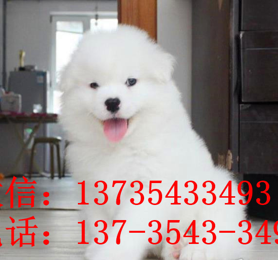 沈阳犬舍宠物狗狗出售纯种萨摩犬幼犬白色萨摩耶犬领养