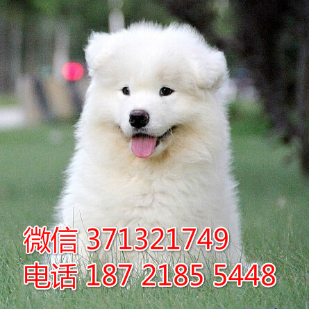 大连犬舍出售 萨摩犬幼犬狗狗 大连狗场在哪里