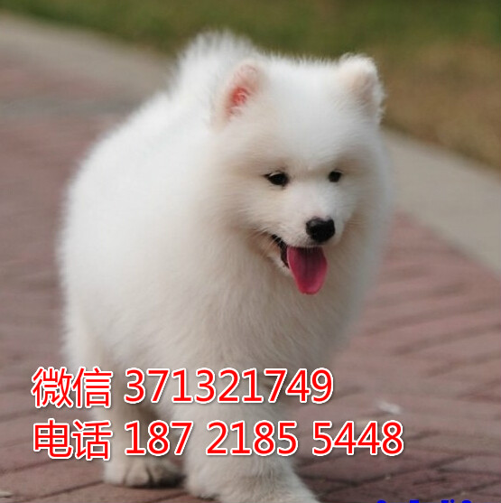 重庆犬舍出售 萨摩犬狗狗纯种 重庆大型繁殖基