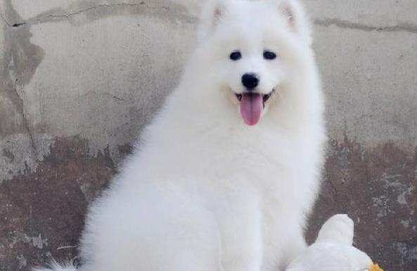 汕尾宠物狗狗犬舍出售纯种萨摩耶犬幼犬狗狗领